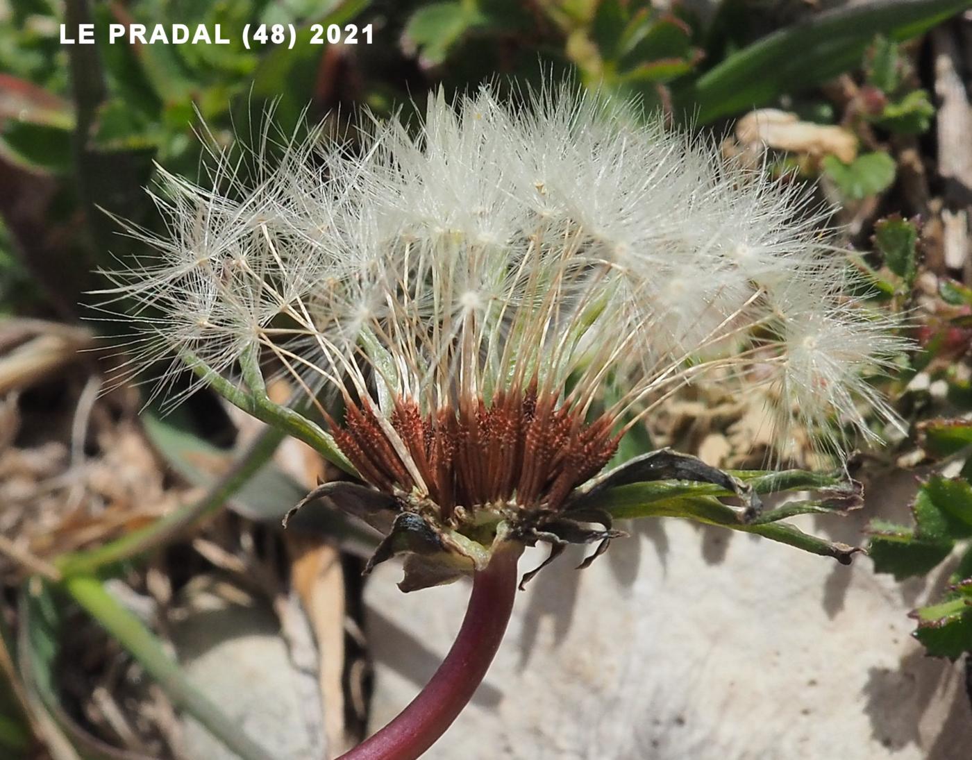 Dandelion, Lesser fruit